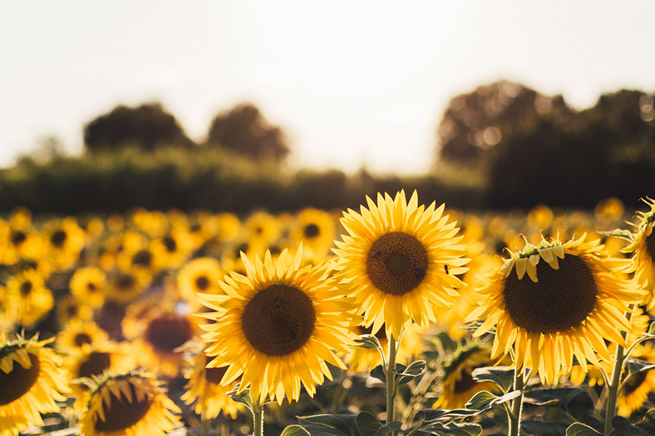 Lively-Therapy-banner3
